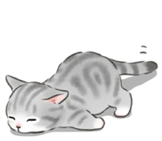 🐱