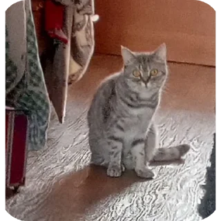 🐱