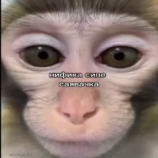 🙈