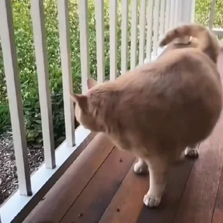 🤩