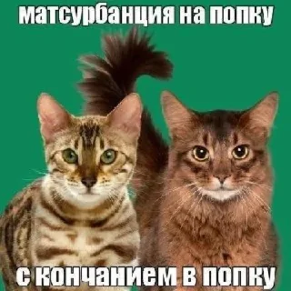🐈