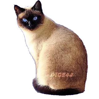 🐱