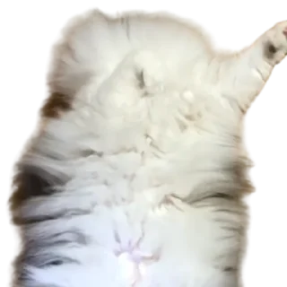 😺