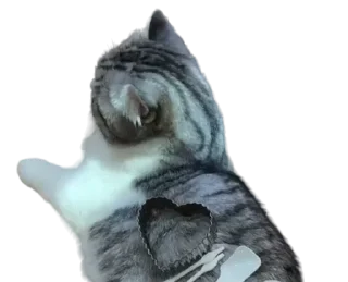 🐈