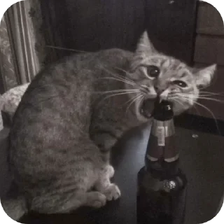 🐱