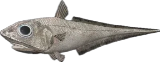 🐟