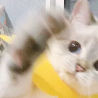 🫳