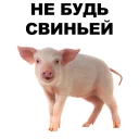 🐖