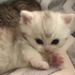 🐾
