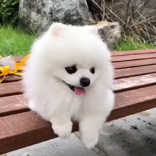 🤩