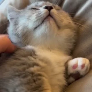 🐱