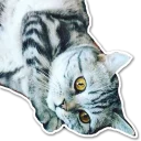 😿