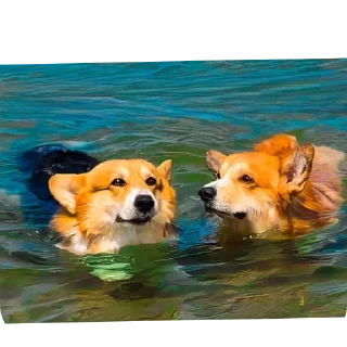 🐶