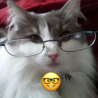 🤓