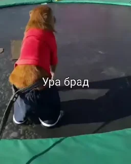 🌟