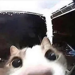 😗