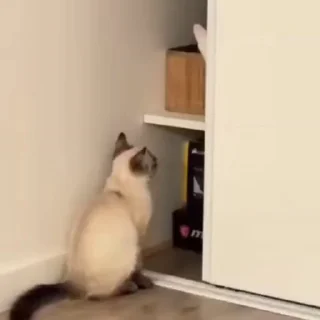 🤪