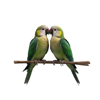 🦜