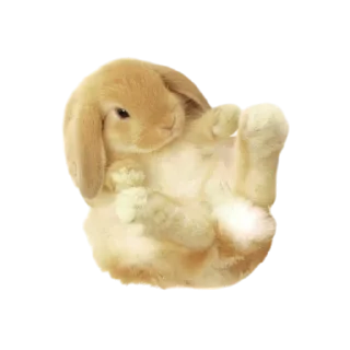 🐰