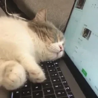 😺