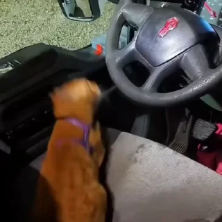 🐈