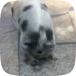 🐖