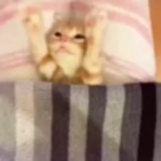 🐈‍⬛