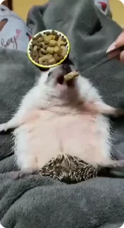 🌟