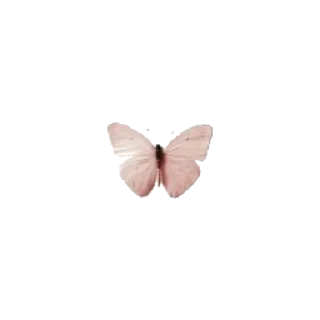 🦋