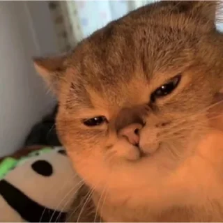 🐱