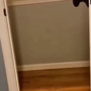 🐩