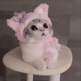🦊