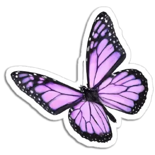 🦋