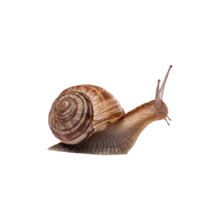 🐌