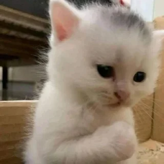 🐈