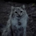 😺
