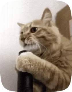 😺