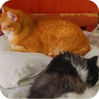 🐱