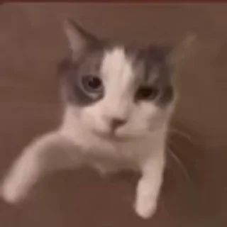 🐈‍⬛