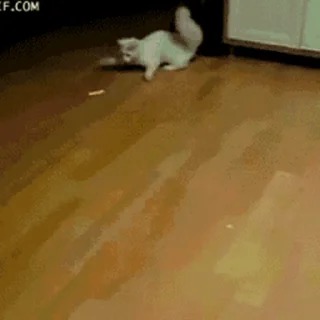 🐱
