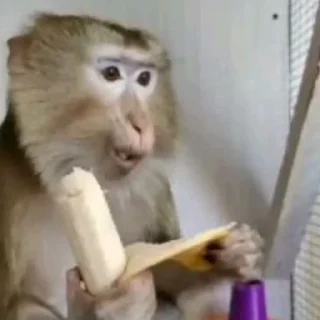 🐵