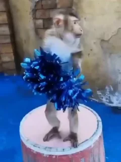 👏