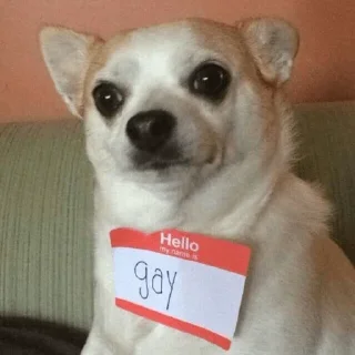 🐶
