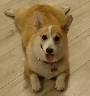 🌟