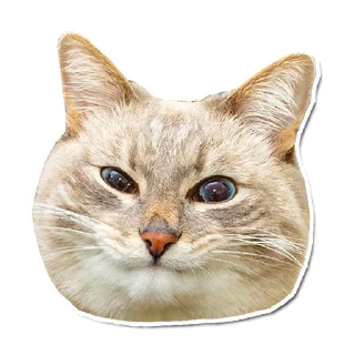 🗿