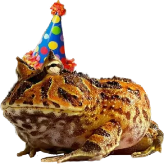🎉