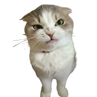 😠