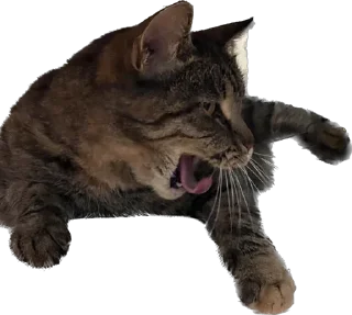 👅