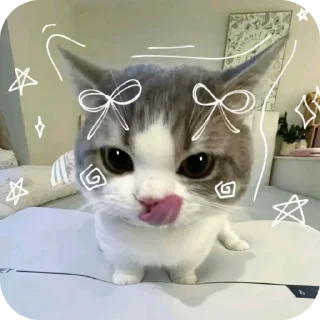 🐱