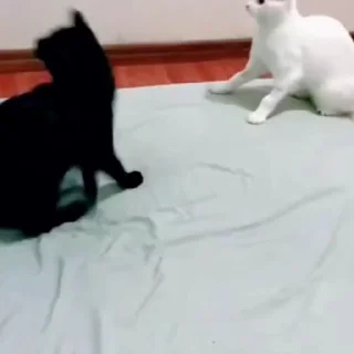 🐈